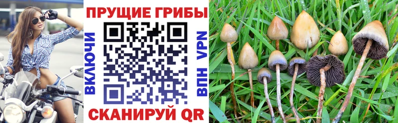 Псилоцибиновые грибы Psilocybe  shop наркотические препараты  Нефтегорск  как найти закладки 